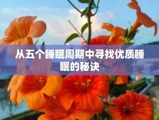 从五个睡眠周期中寻找优质睡眠的秘诀